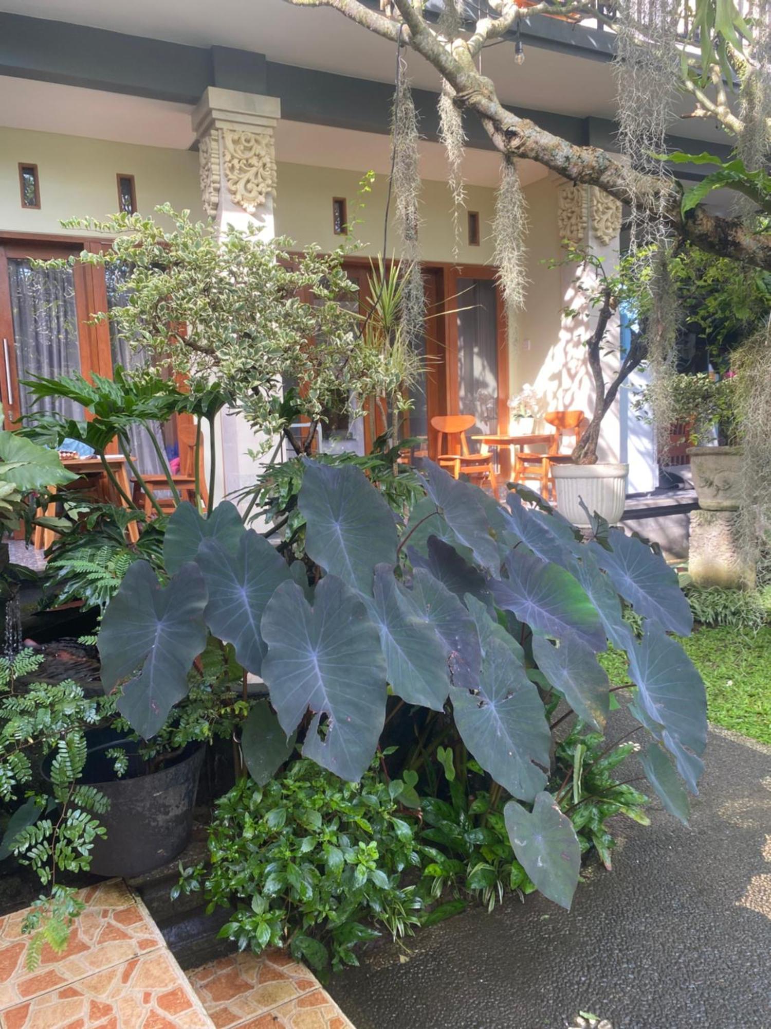 Guest house Suryadina *