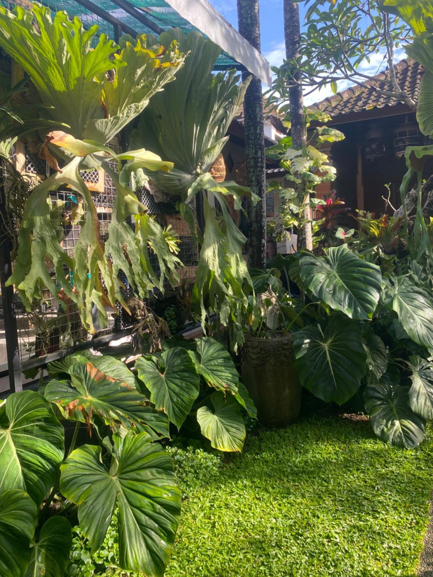 Suryadina Guest house