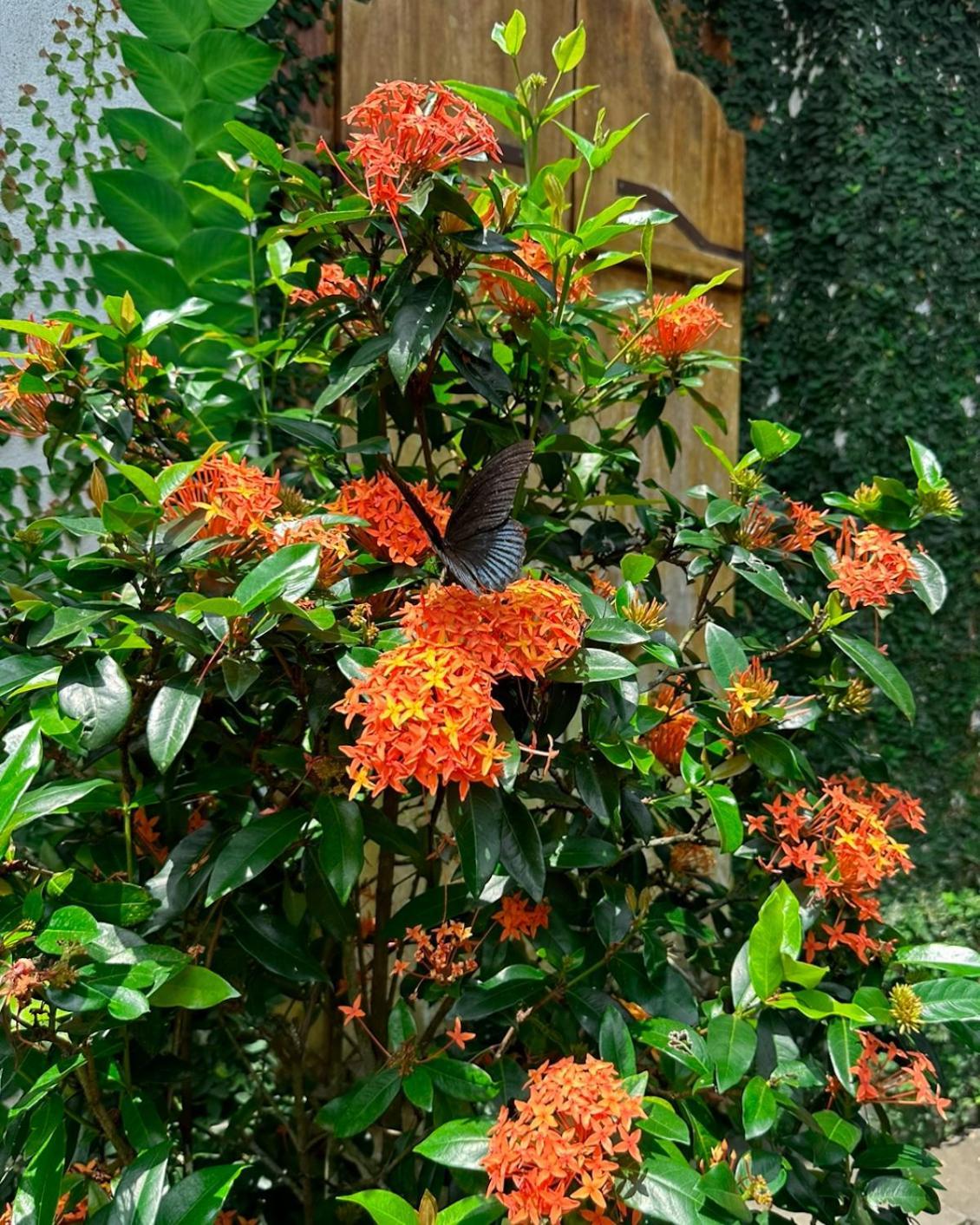 Mandala Paradise *