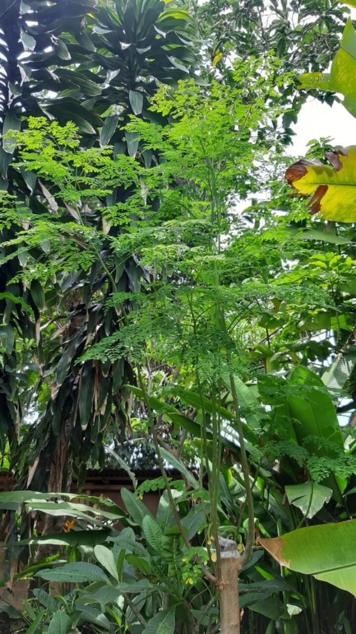 2br Jungle House In The Edge Of Apartment *