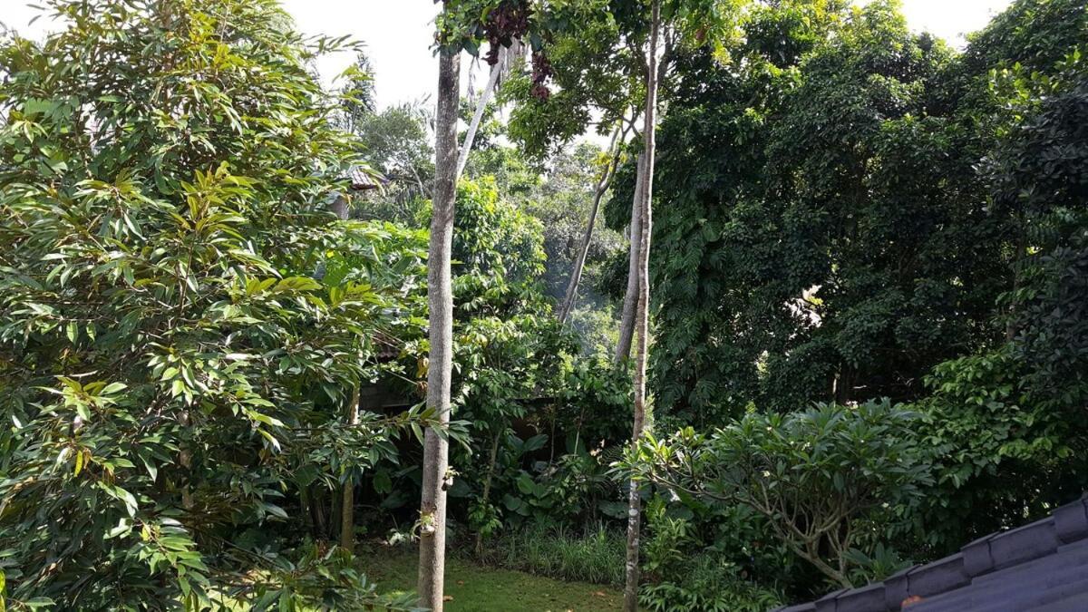 Apartment 2br Jungle House In The Edge Of *