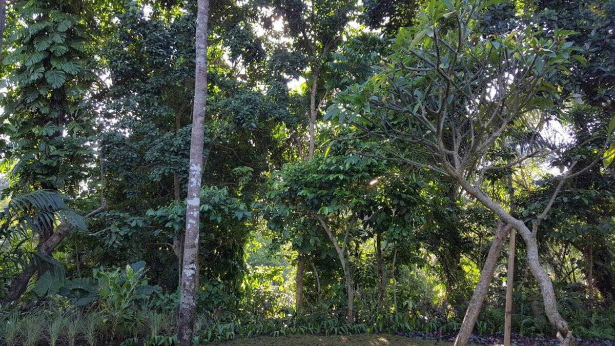 Apartment 2br Jungle House In The Edge Of *