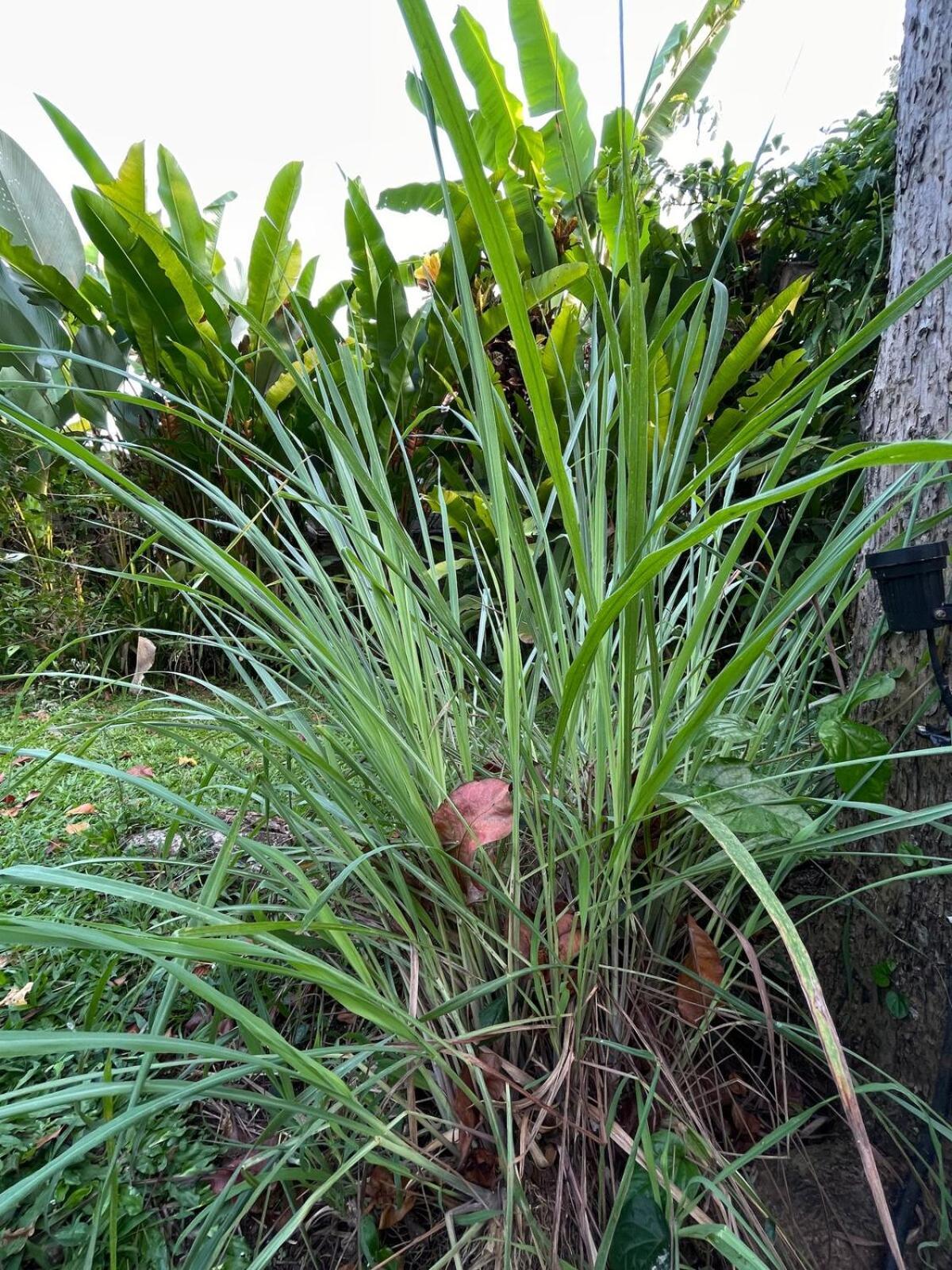 2br Jungle House In The Edge Of * Ubud (Bali)