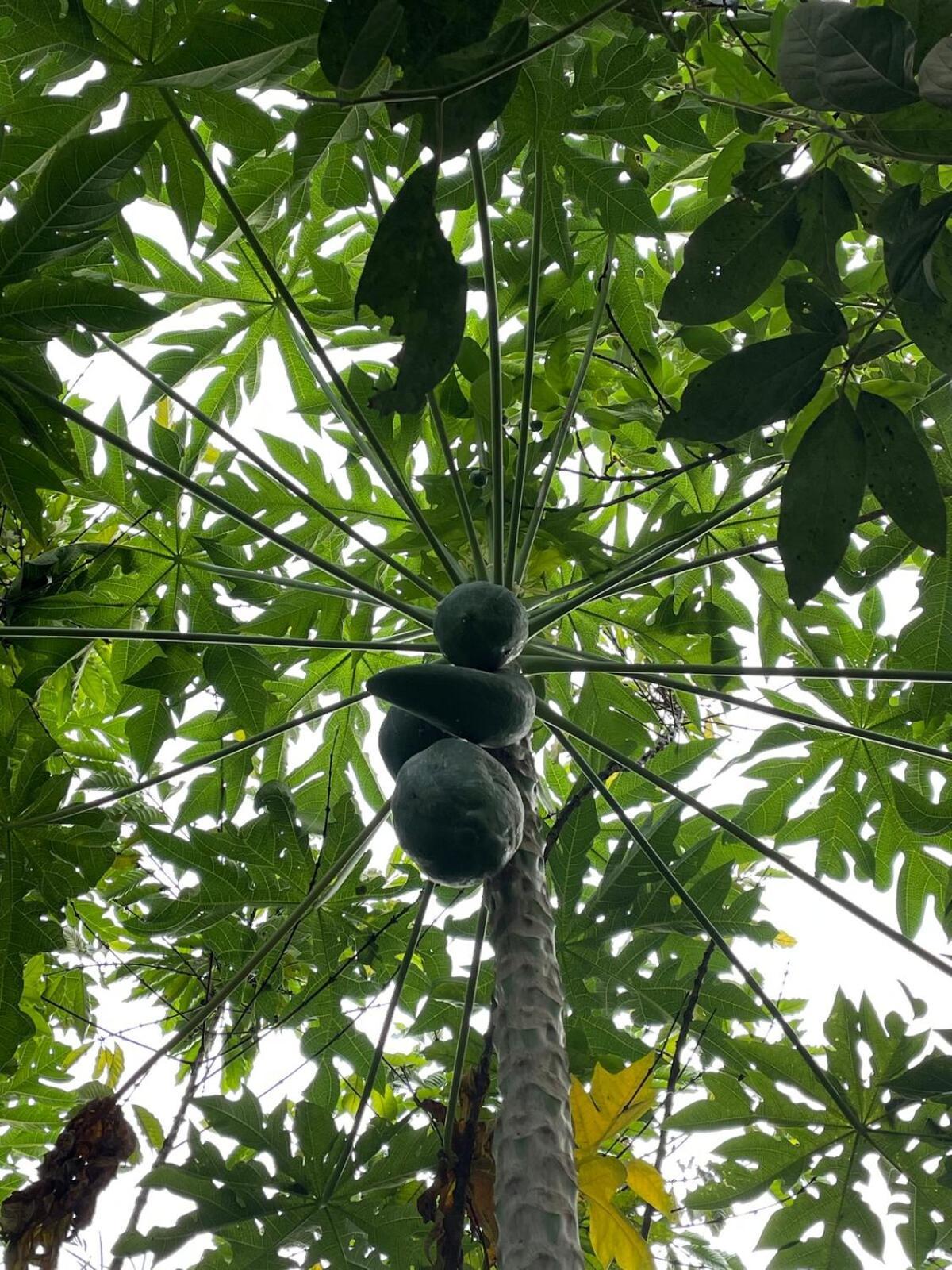 Apartment 2br Jungle House In The Edge Of