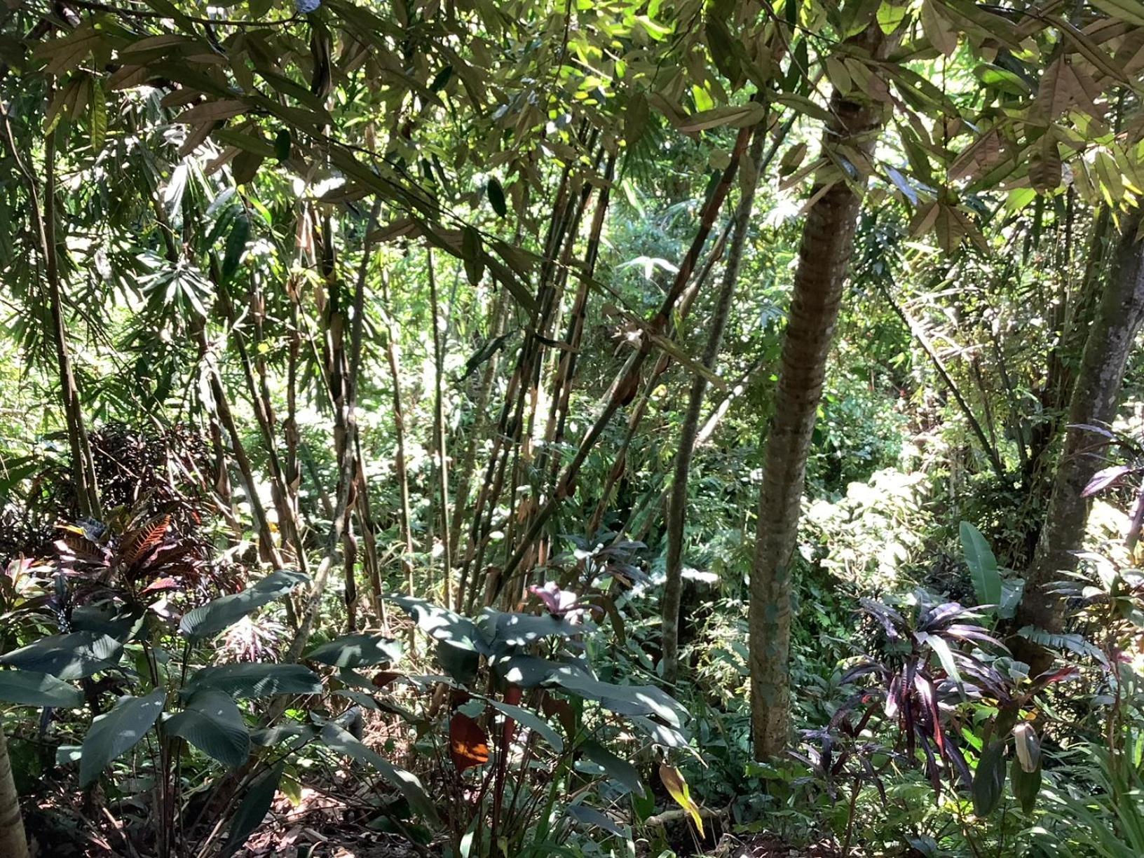Apartment Jungle Hideaway - Newly Renovated Formerly Griya Bunga 2 - Unit 4 Ubud (Bali)