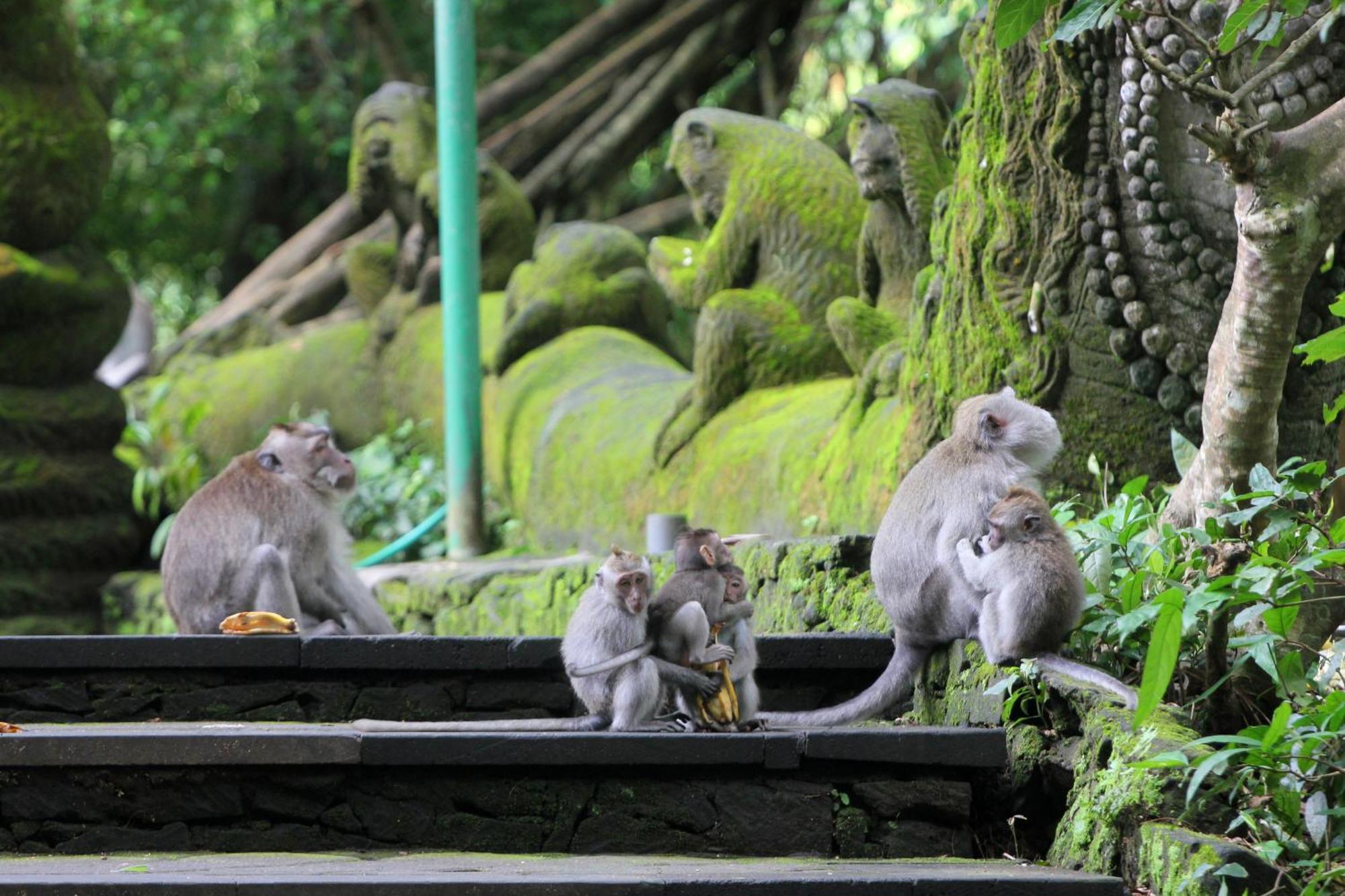 Guest house Sari Gong Guest House, A Trishula Collection Ubud (Bali)
