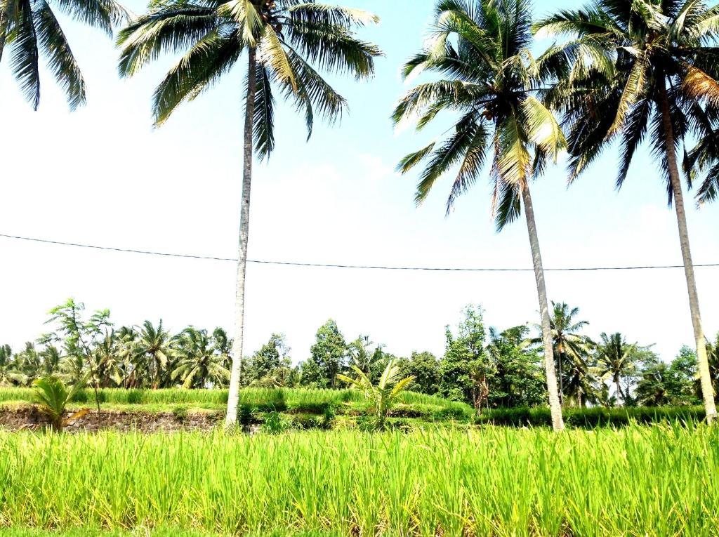 Deta Junjungan Rice Field 3* Ubud (Bali)