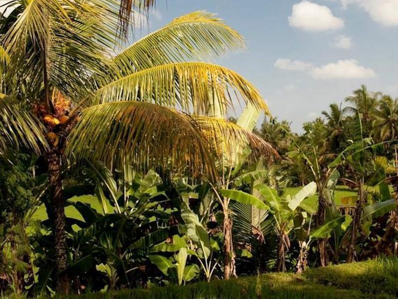Puri Bebengan Guest house Ubud (Bali)