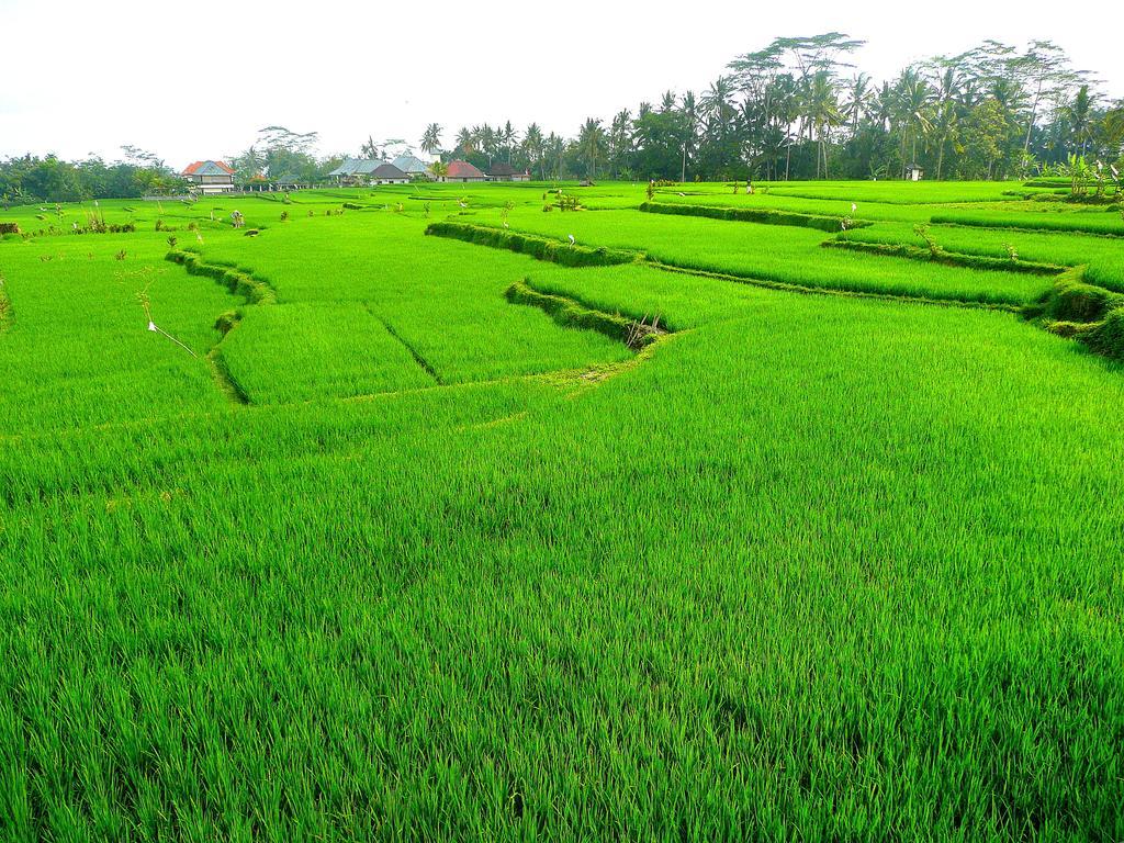 Villa Viola Ubud (Bali)