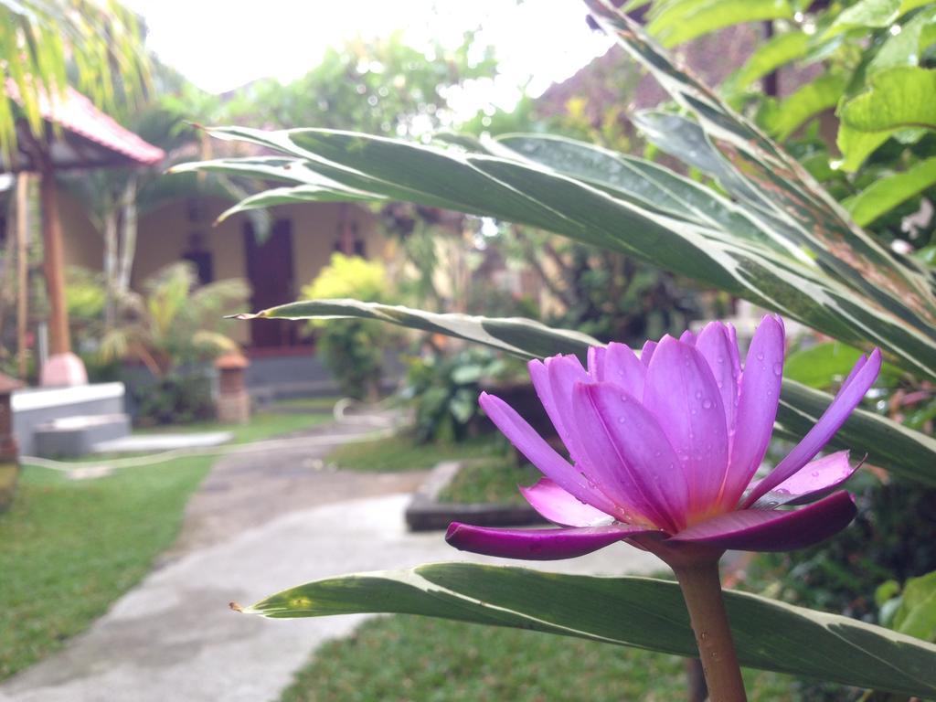 Dimuwa Guest house Ubud (Bali)
