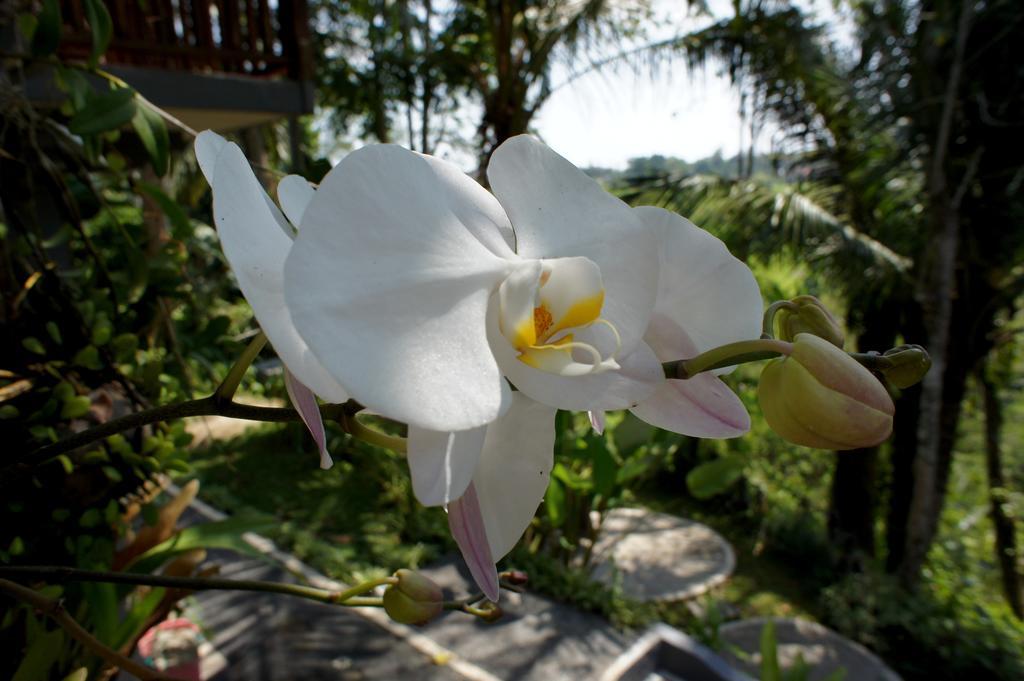 Ferienpark Prashanti Bali 2*