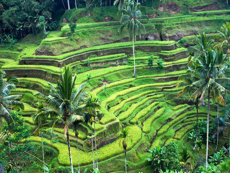 Tutick House Ubud (Bali)
