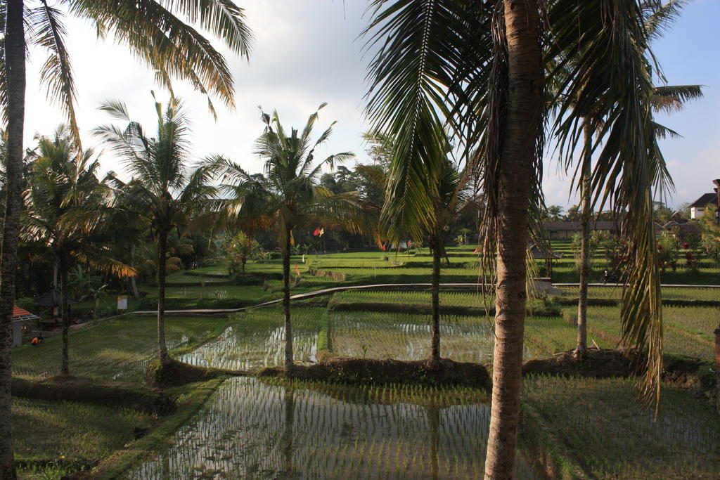 Dewa House Bisma Ubud