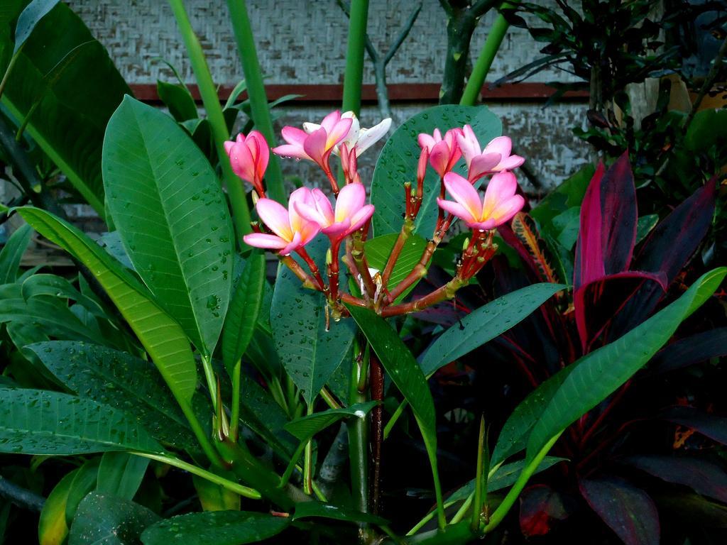 Guest house Dewa Put Ubud (Bali)