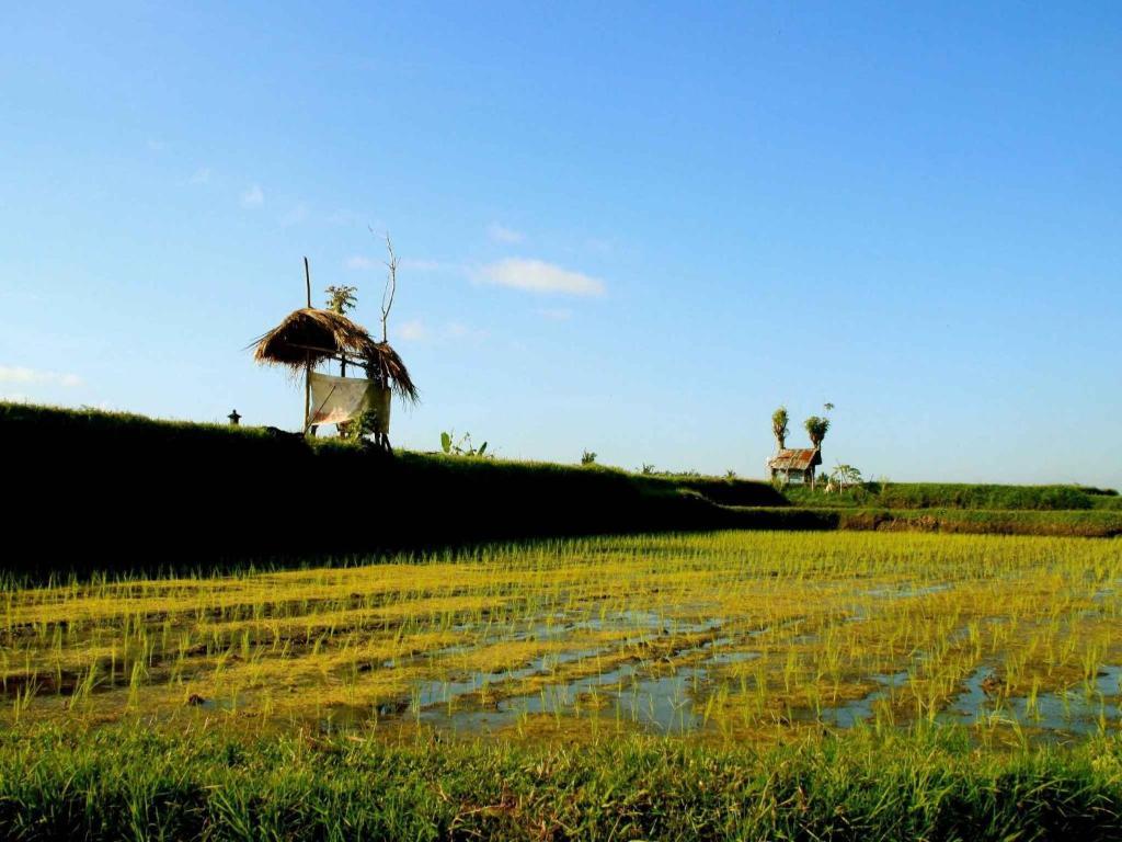 Omah Apik 4* Ubud (Bali)