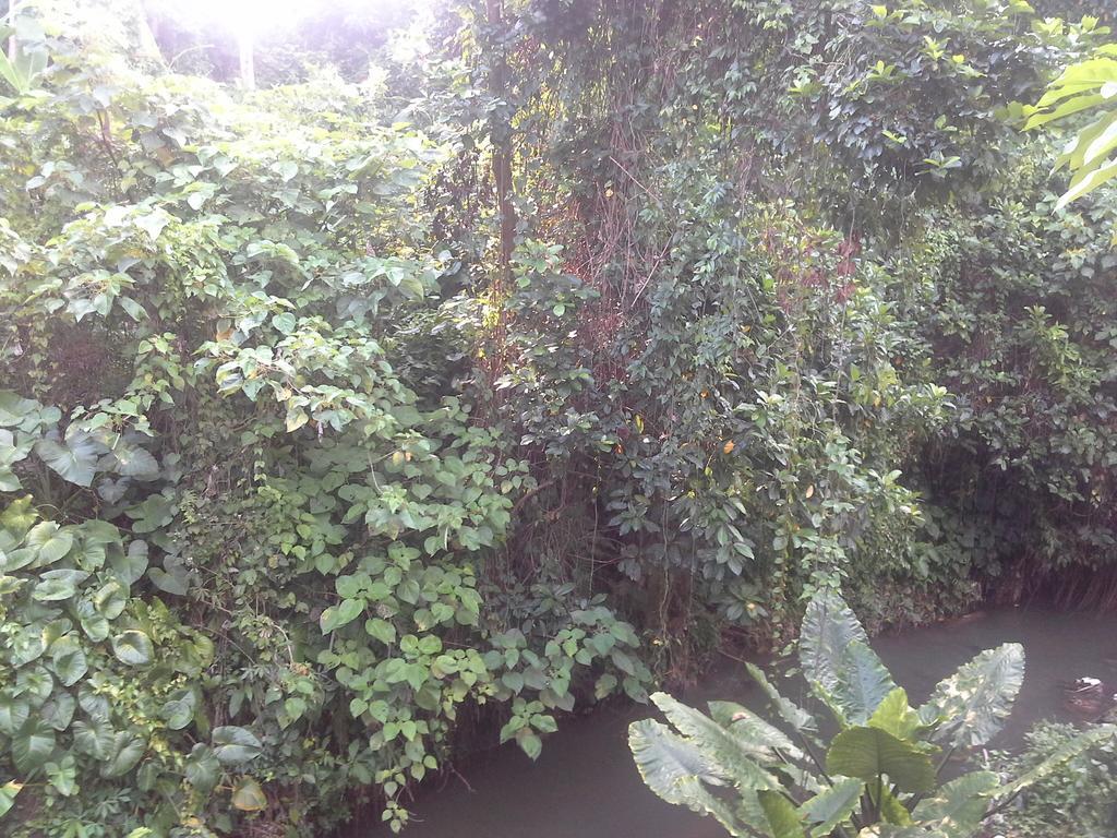 Rumah tetamu Dewi Ayu Ubud (Bali)
