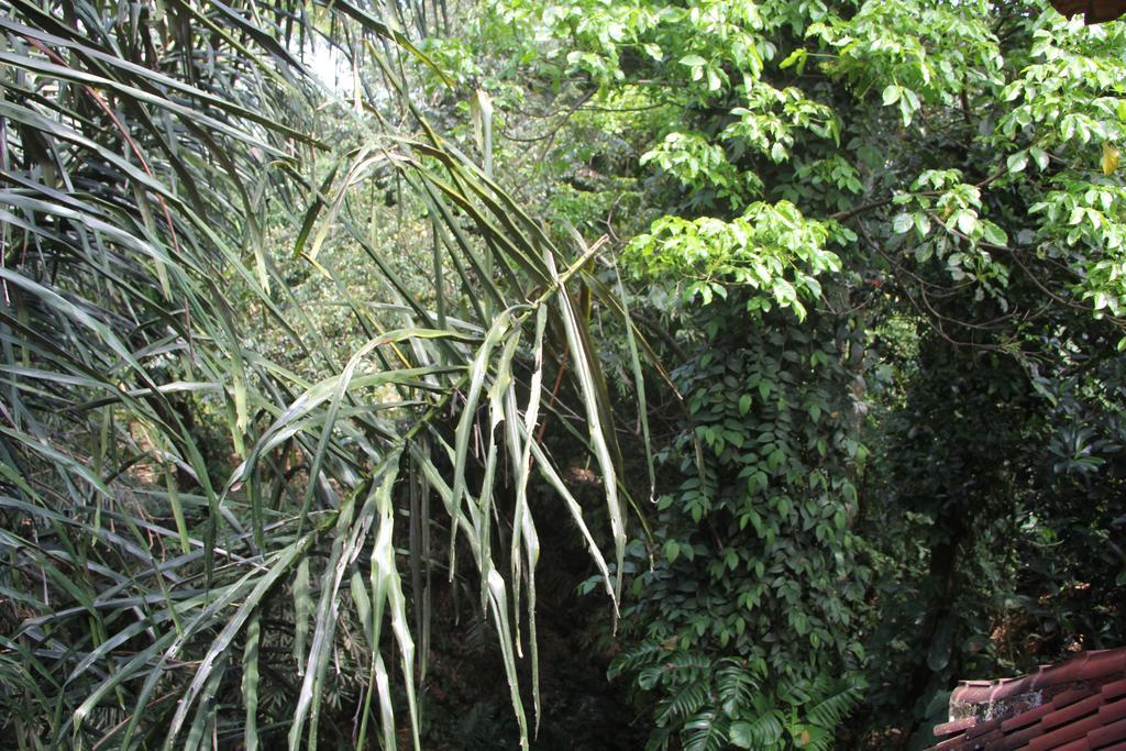 Aji Guest house Ubud (Bali)