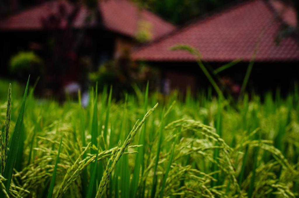 Puji And Ubud
