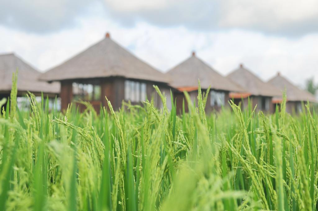 Campo de férias Taman Bintang