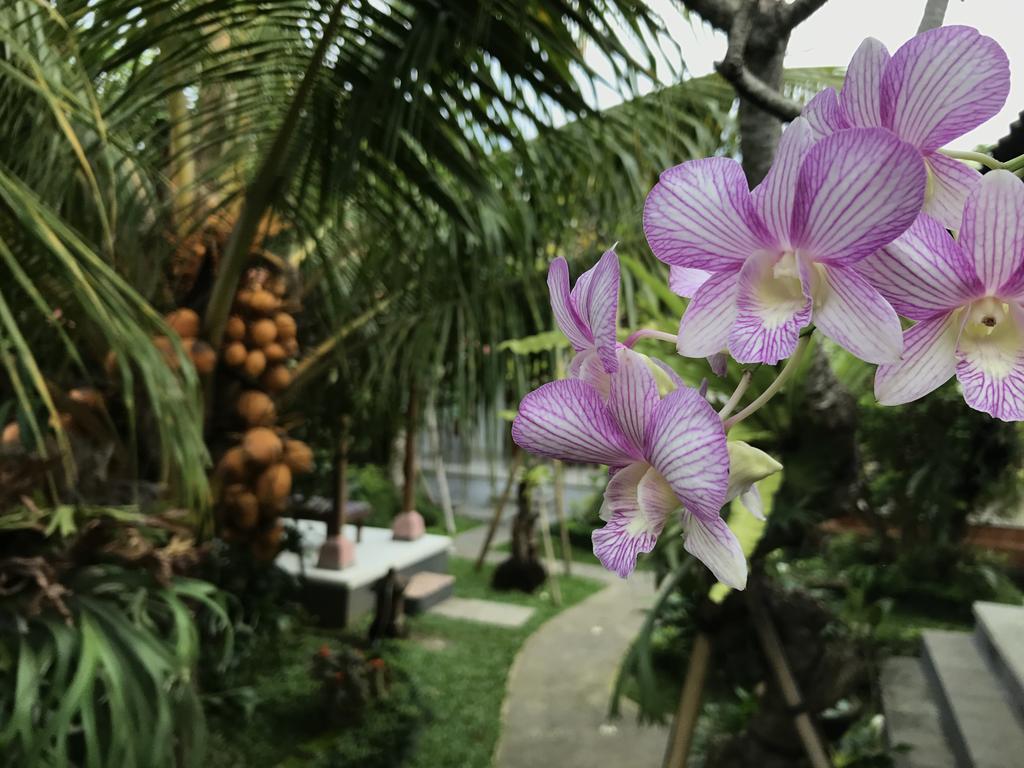 Dimuwa 2* Ubud (Bali)