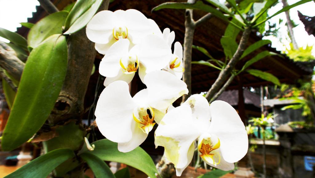 Secret Garden Sky Guest house Ubud (Bali)