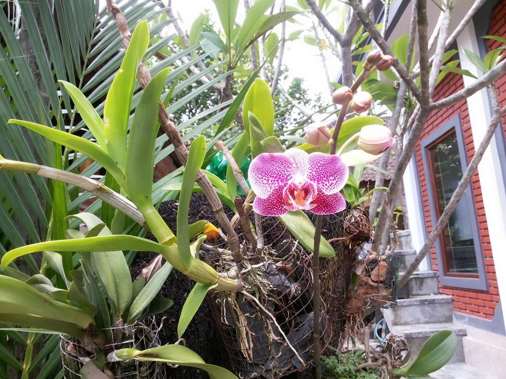 Homestay Dekwah