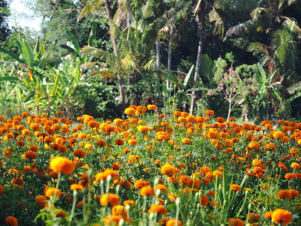 Budhi Ayu Taman liburan 3*