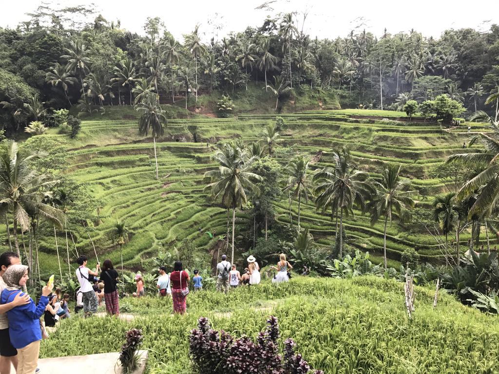 Dimuwa 2* Ubud (Bali)