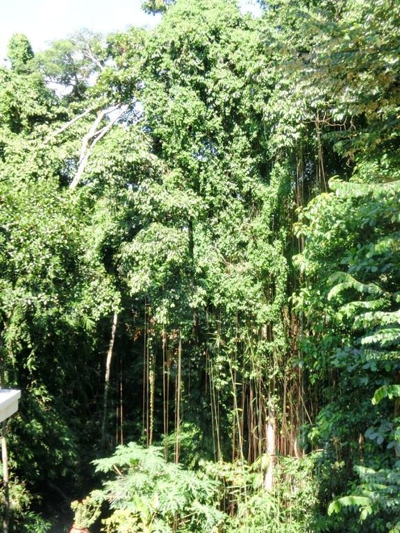Guest house Latugu Ubud (Bali)