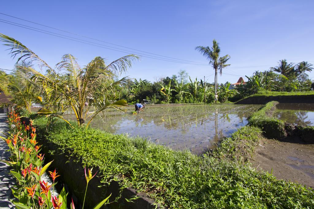 Vila Baruna Sari And Yoga Retreat