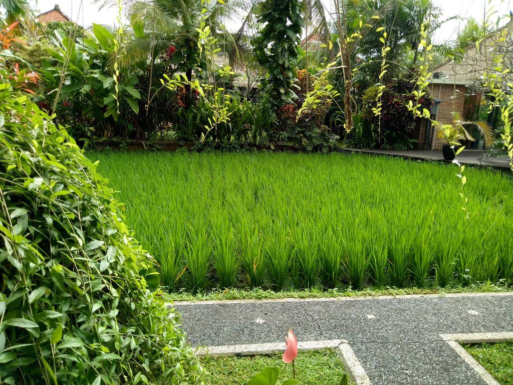 Homestay Maple House Ubud (Bali)
