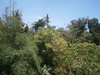 Waterfall At Rumah Jepun Hotel Ubud