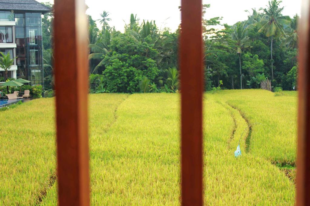 Homestay Maple House *