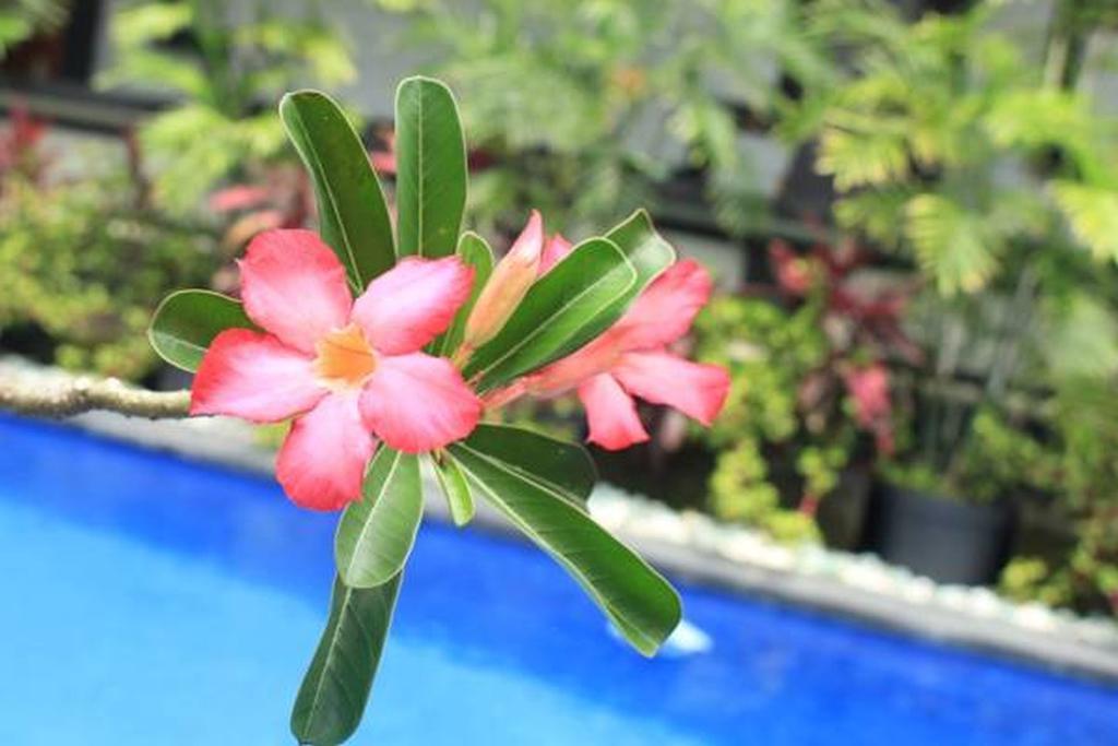 Guest house Lucky Family Villa Ubud (Bali)