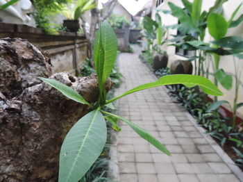 Arnawa 3*