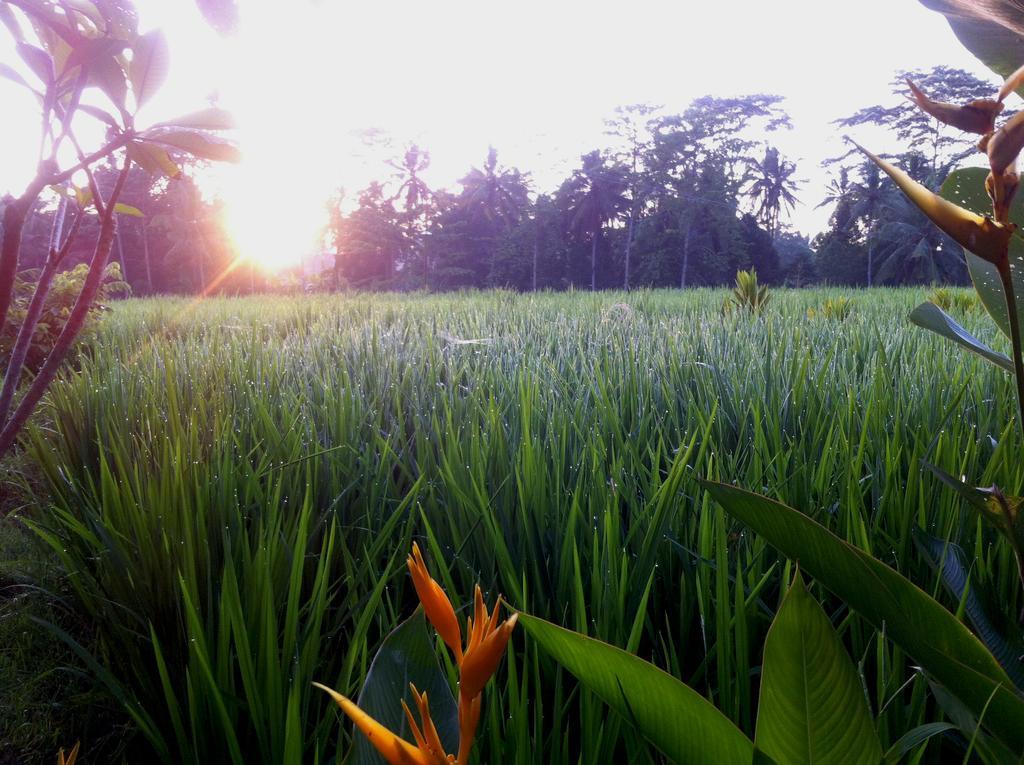 Neyang Ubud (Bali)