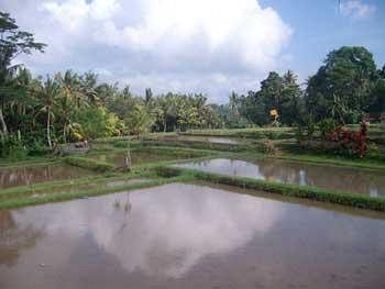 Ala's Lagoon Casa de hóspedes Ubud
