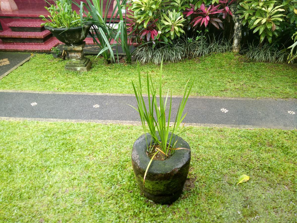 Suryadina Guest house