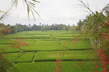 The Luxe * Ubud