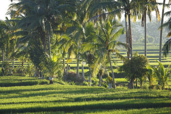 Villa The Luxe Ubud