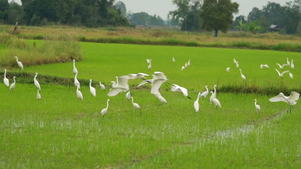 Villa Heron