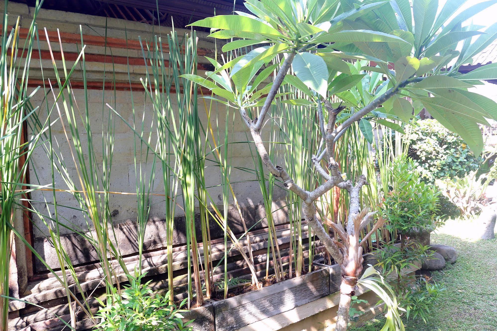 Citrus Tree - Shana