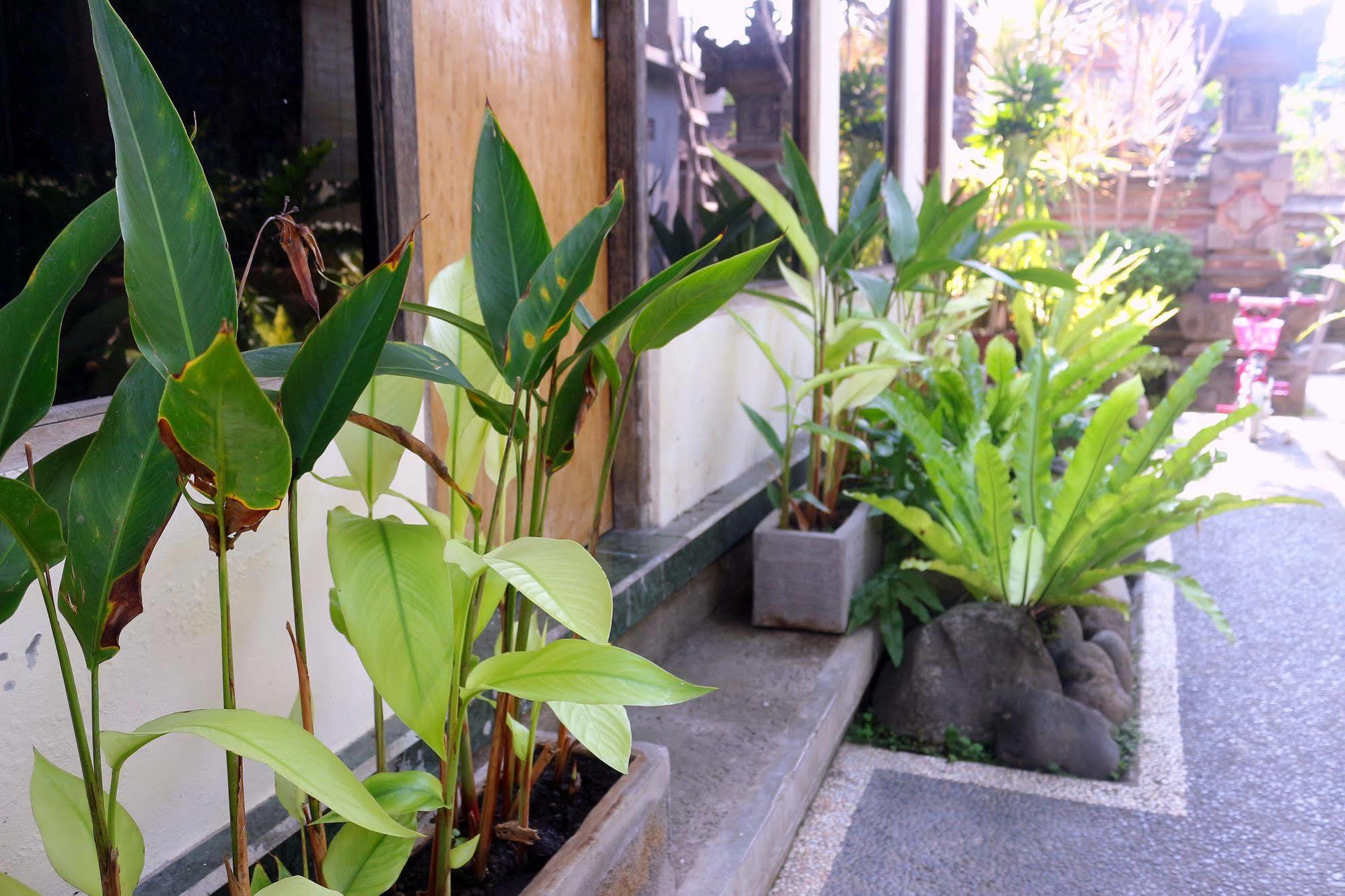 Guest house Citrus Tree - Shana Ubud (Bali)