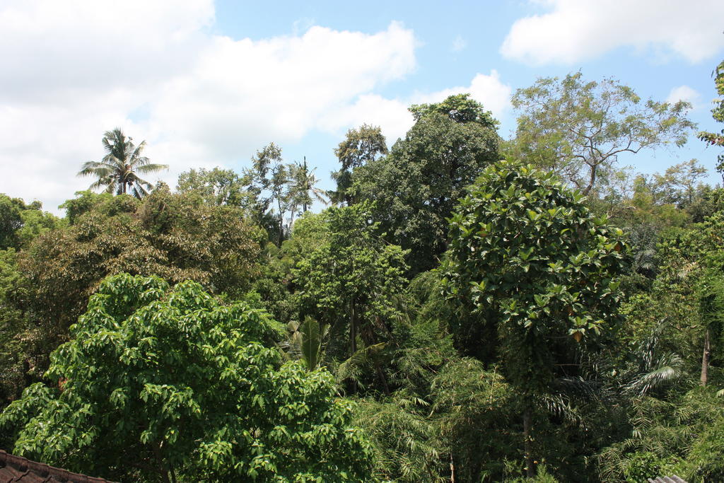 Budi Ubud (Bali)
