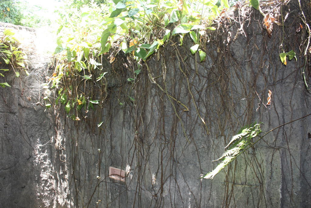Budi Ubud (Bali)