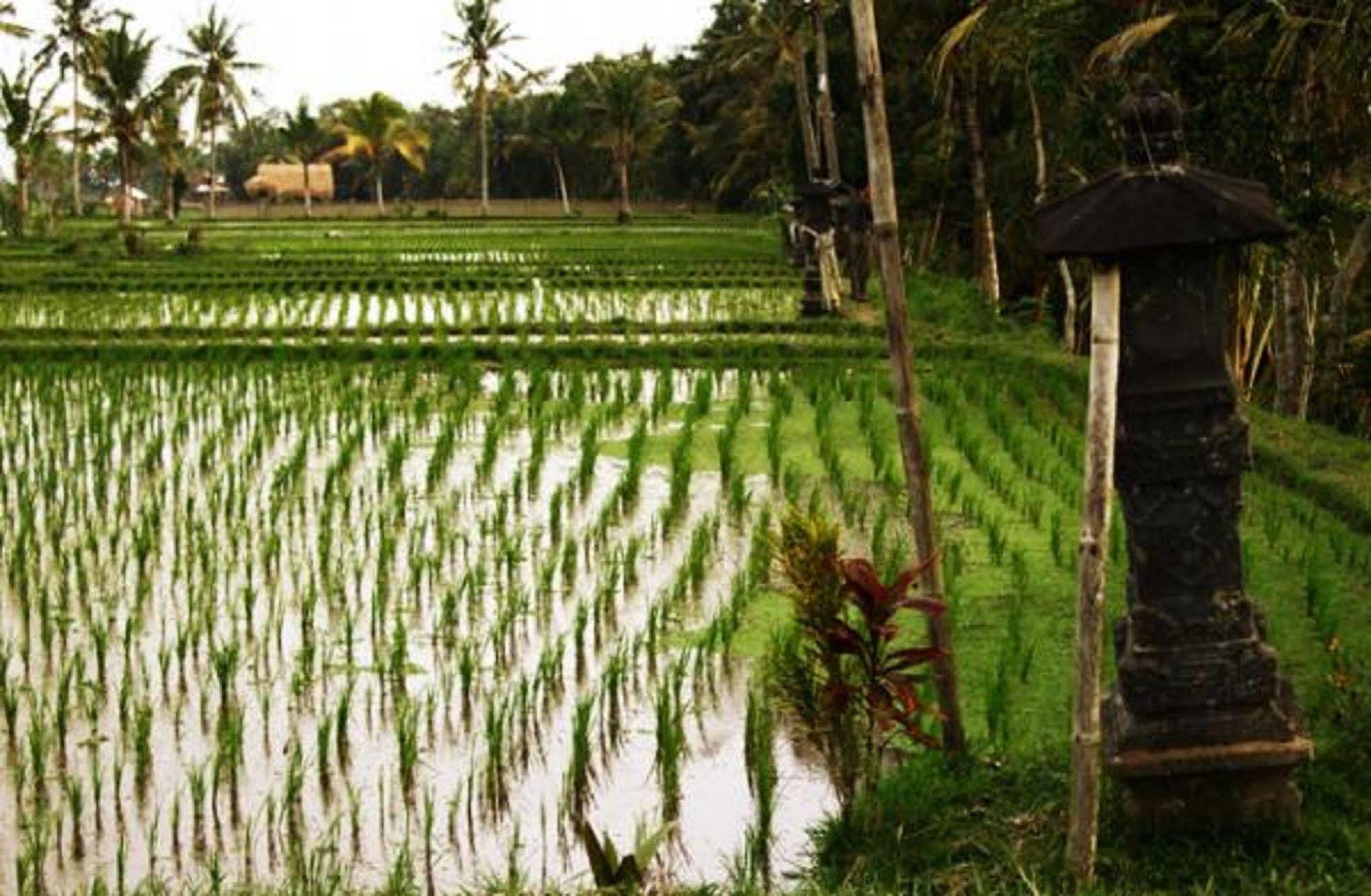 Puri Lotus Ubud (Bali)