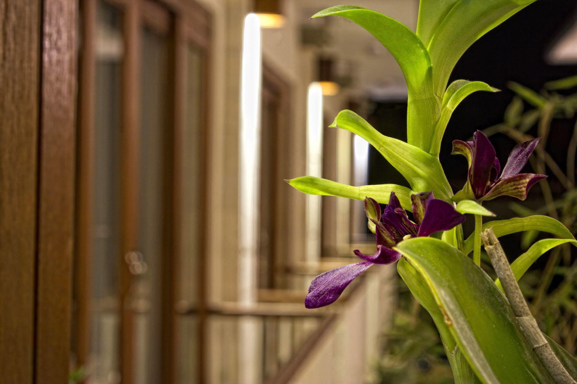 Sura Guest house Ubud (Bali)