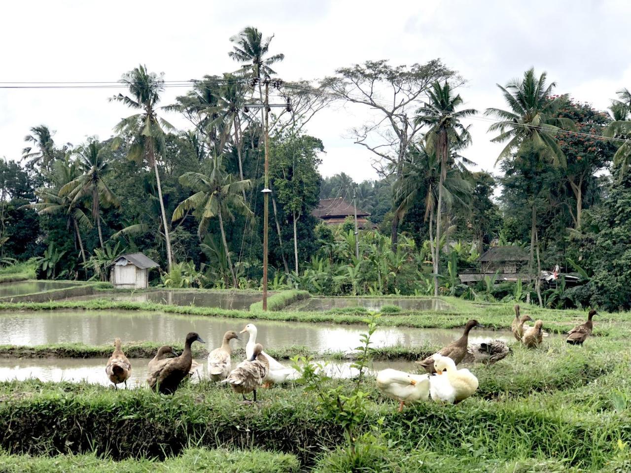 Neyang * Ubud (Bali)