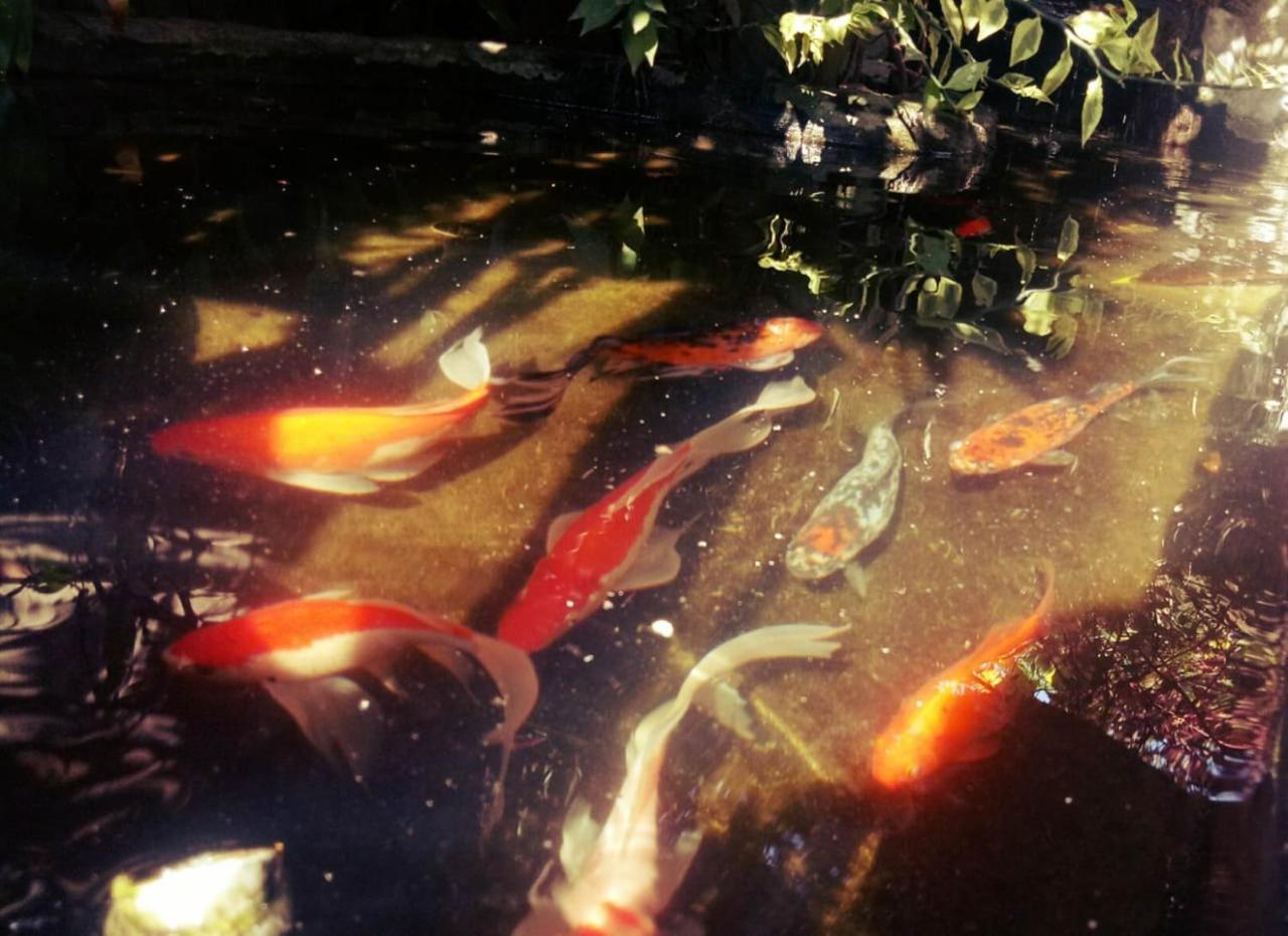 Ayu Frühstückspension Ubud