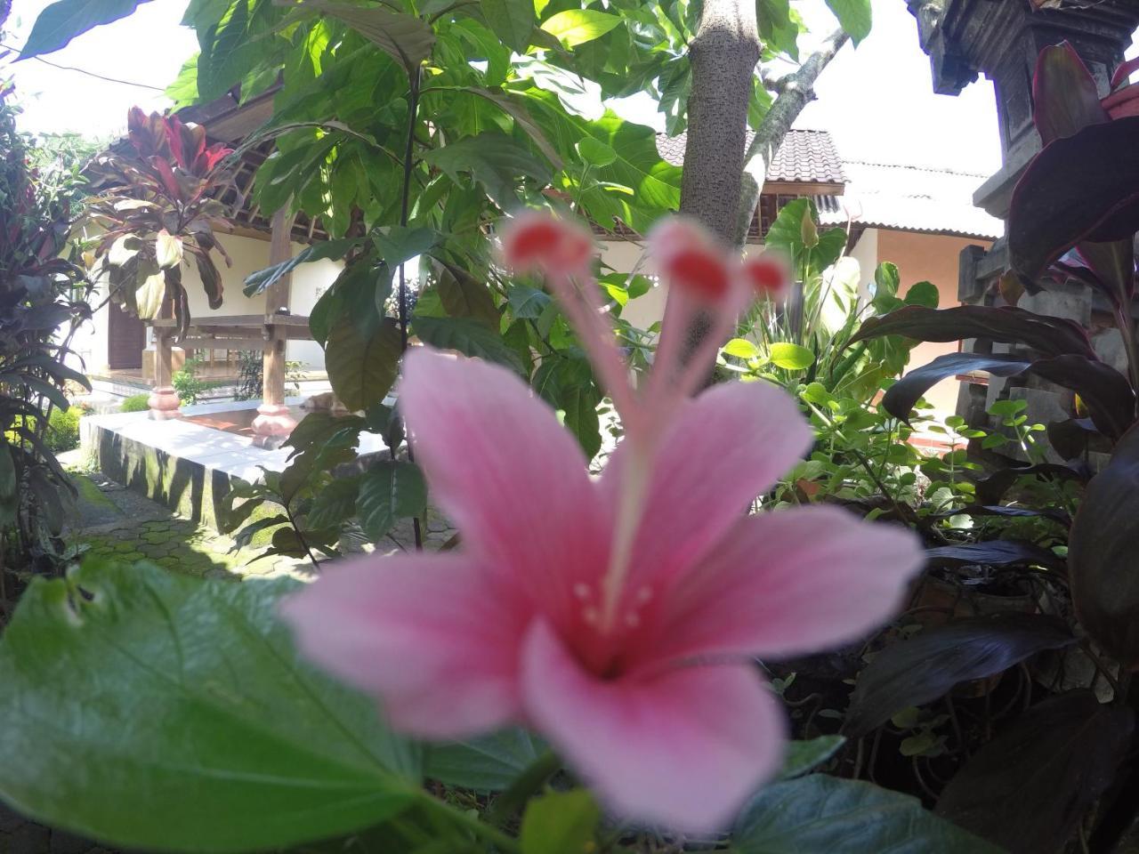 Dipa Homestay